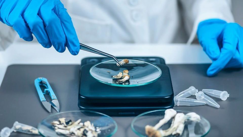 A photograph of a lab researcher wearing blue gloves and a white coat weighing magic mushrooms on a scale for a guide to magic mushroom dosages