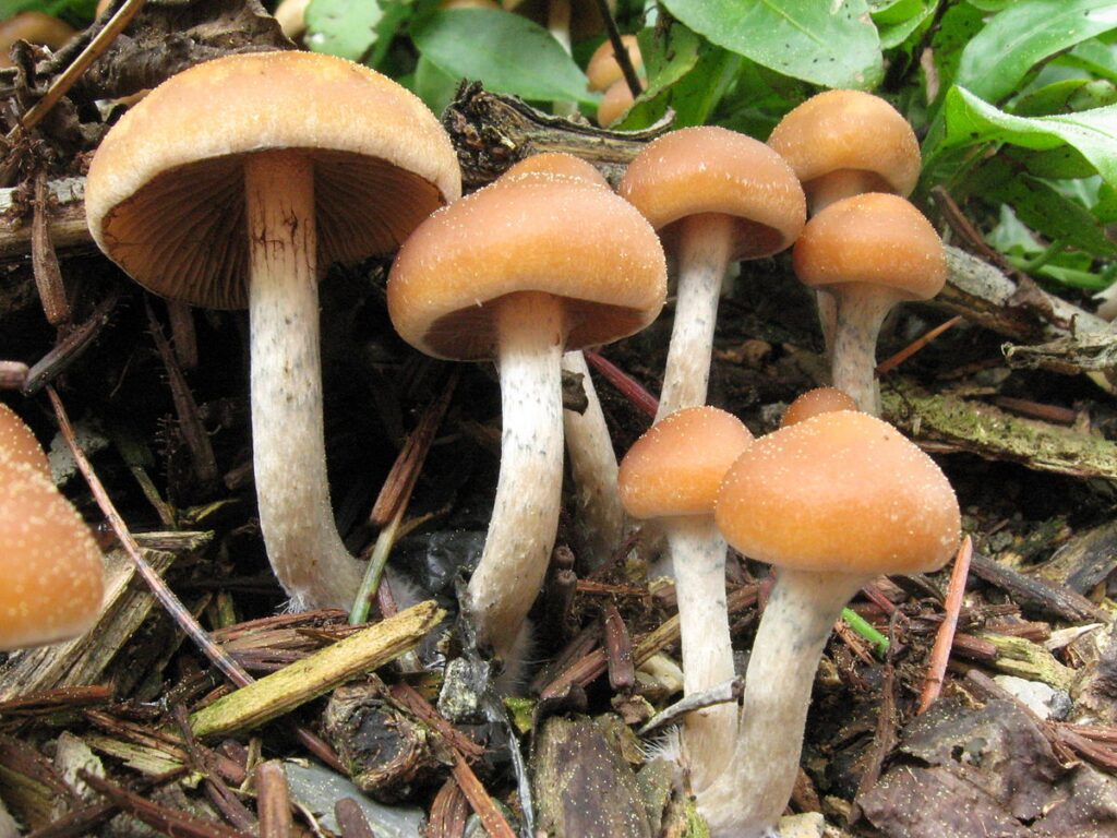 Photograph of the highly evasive Psilocybe allenii psilocybin mushroom species