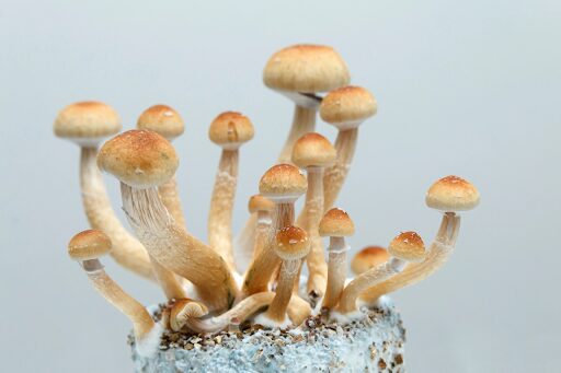 A "family" of Golden Teacher psilocybin, a magic mushroom strain from the Psilocybe cubensis species