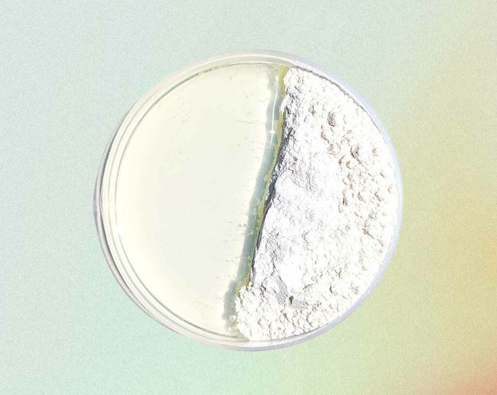 Image of CBD isolate powder in a petri dish with CBD isolate oil for a guide to the difference between CBD isolate and full-spectrum CBD.