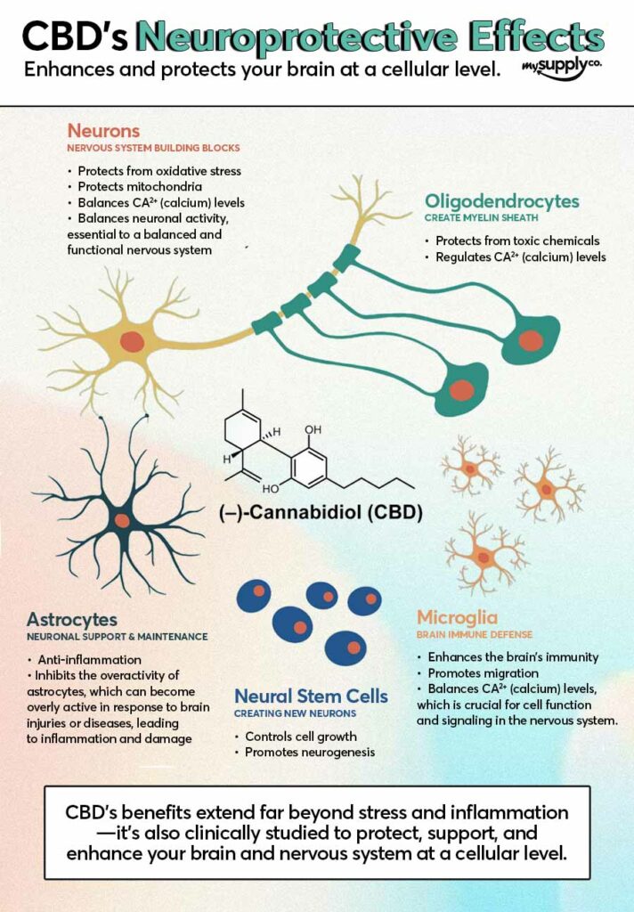 7 Ways CBD Actually Improves Brain Health and Performance | Cannabis 101 | My Supply Co. Infographic showing how CBD enhances and protects your brain at a cellular level for an article about how CBD supports brain health & performance