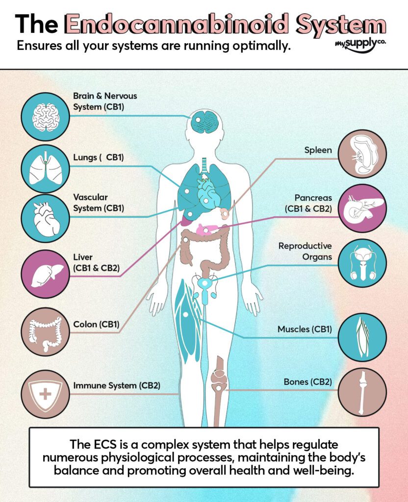 7 Ways CBD Actually Improves Brain Health and Performance | Cannabis 101 | My Supply Co. Infographic of the endocannabinoid system for an article about how CBD supports brain health & performance
