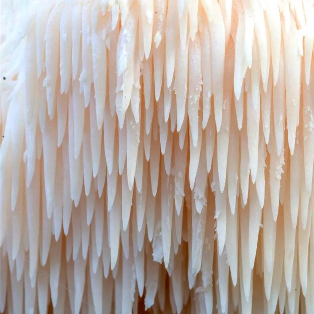 Image of Lion's Mane mushrooms for an article about the benefits of lion's mane for gut health