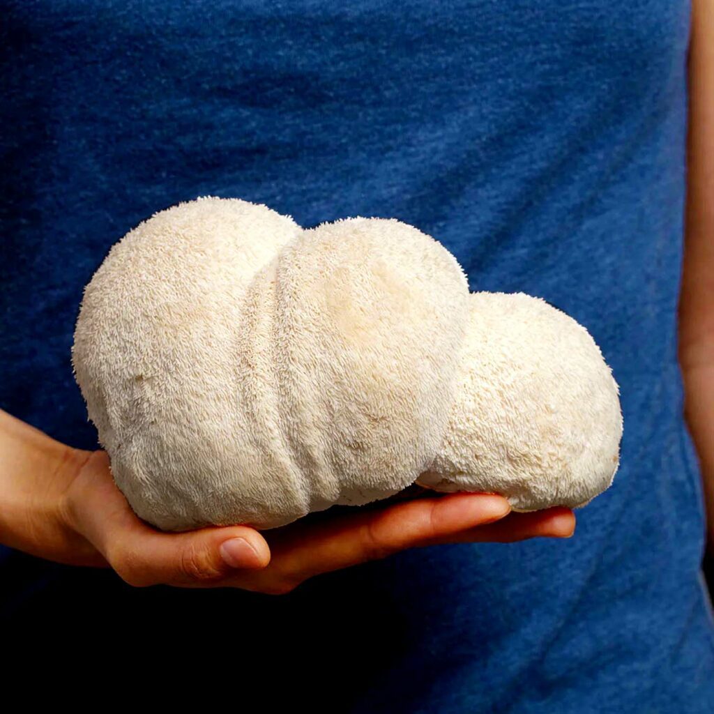 Image of lion's mane mushrooms held up to a person's stomach to symbolize its gut benefits.